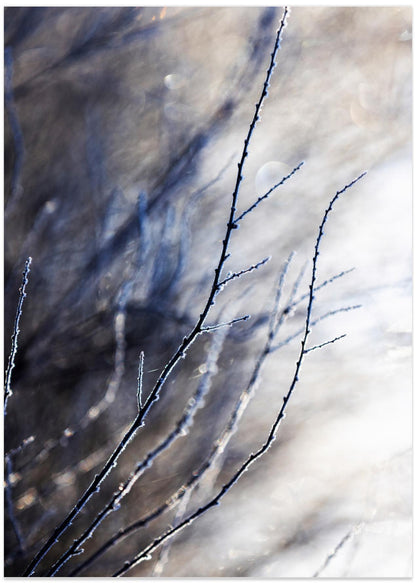 A Winter Morning 7