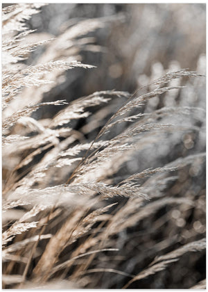 Grass in winter