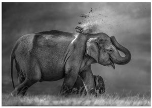 Elephant mother and cub