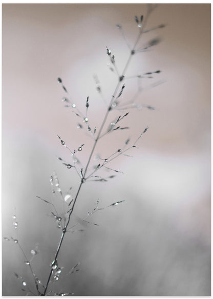 Drops