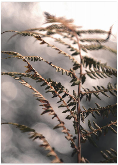 Autumn fern