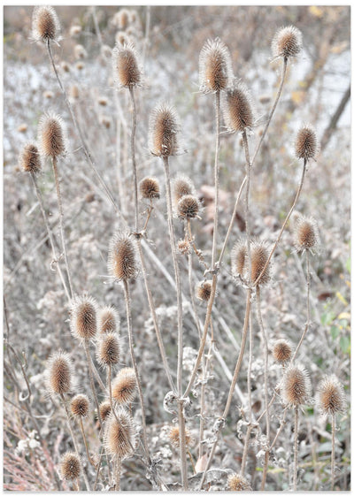 Virginia Teasel