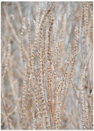 Fall Verbena Hastata