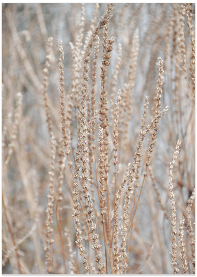 Fall Verbena Hastata