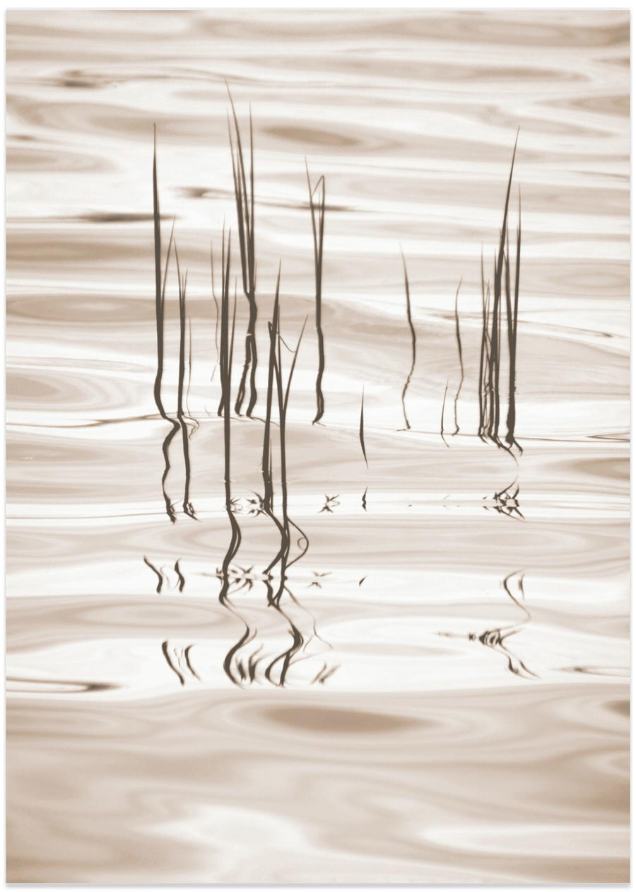 Reed