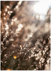 Warm Winter Light 6