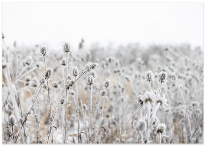 Winter Field 5