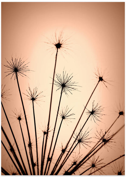 Seeds in light