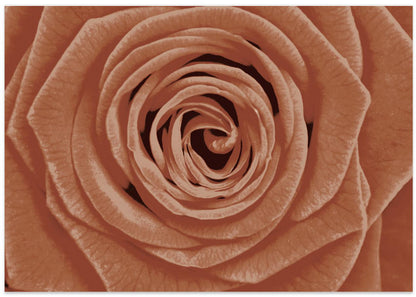A Rose....