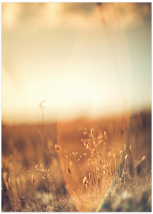 Golden Glow Field