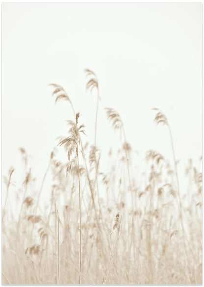 Winter reed