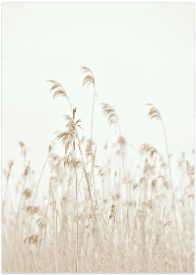 Winter reed