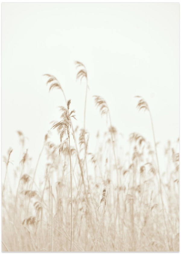 Winter reed