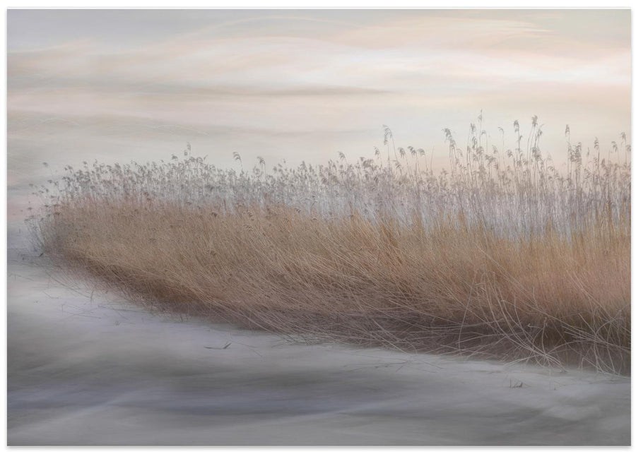Winter Reed