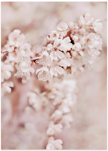 Dreamy Cherry Blossoms