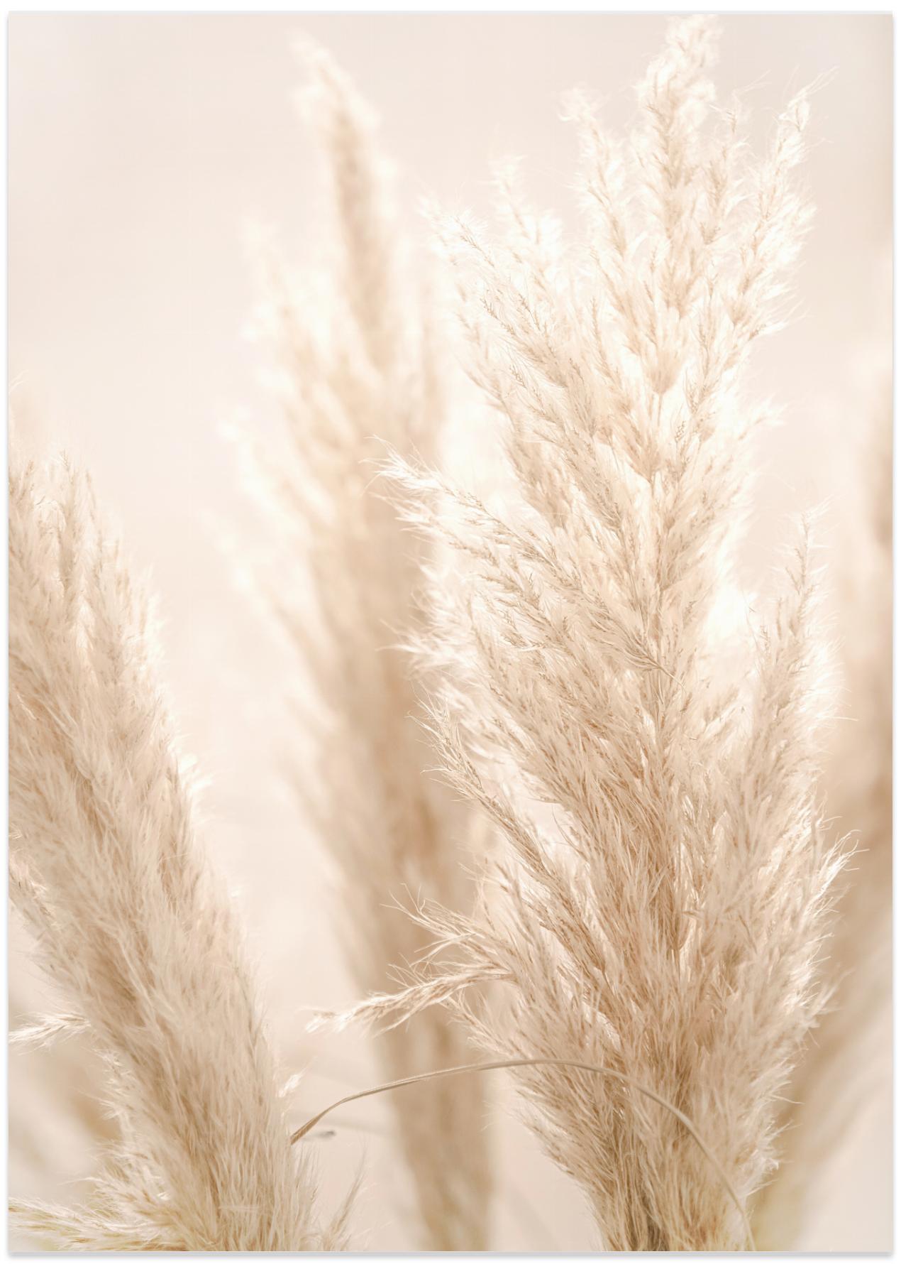PAMPAS REED