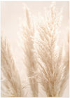 PAMPAS REED