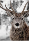 Winter Stag