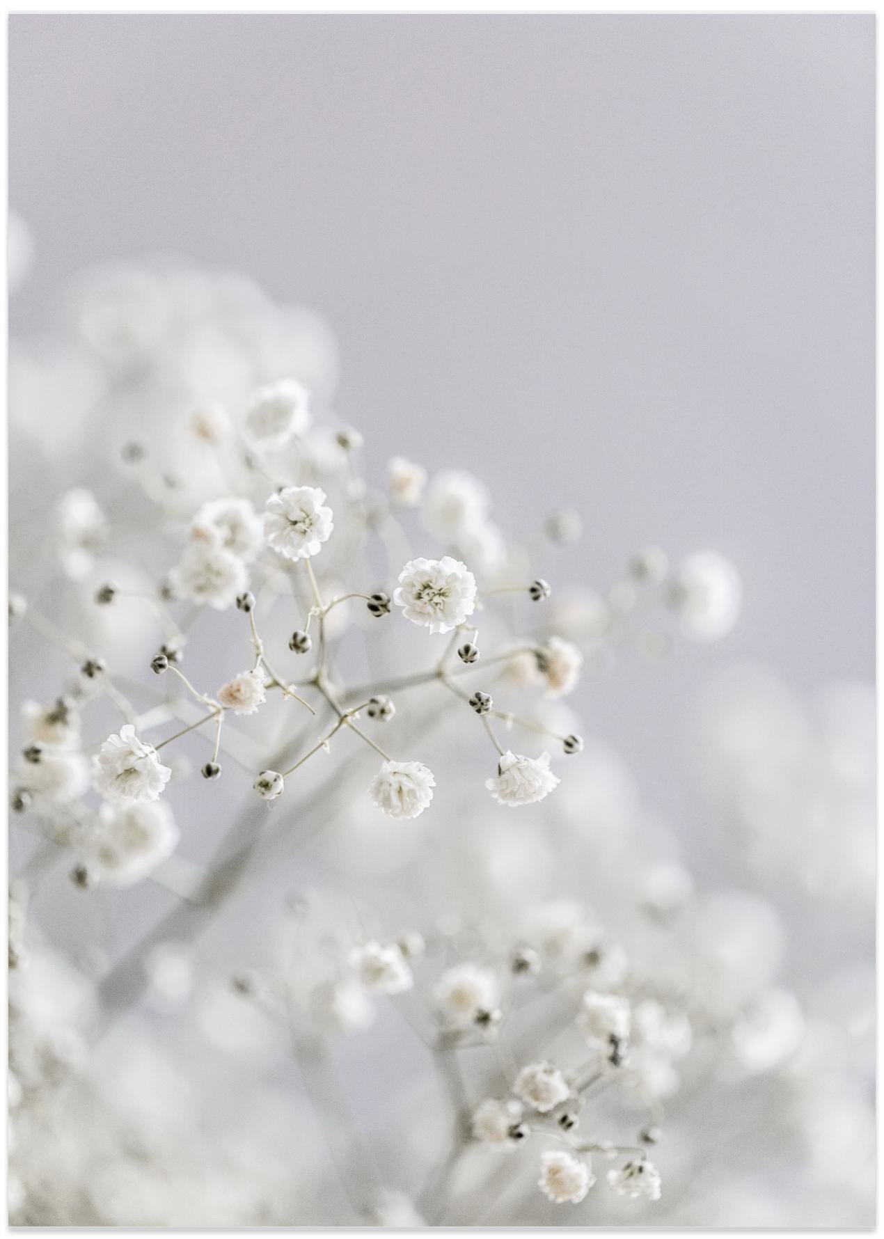 White Breath Flowers