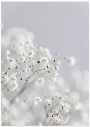 White Breath Flowers