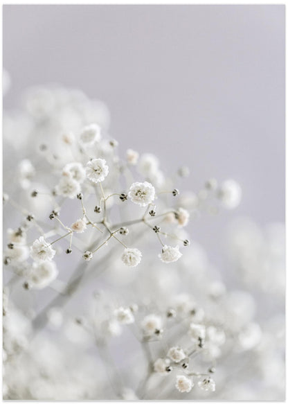 White Breath Flowers