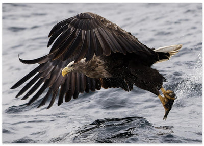 White tale eagle, Norway
