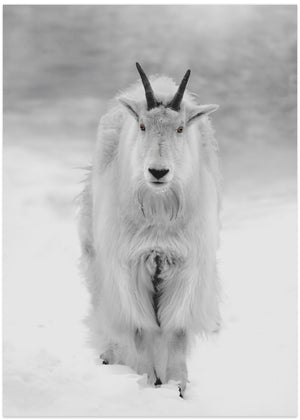 Snowy Sentinel