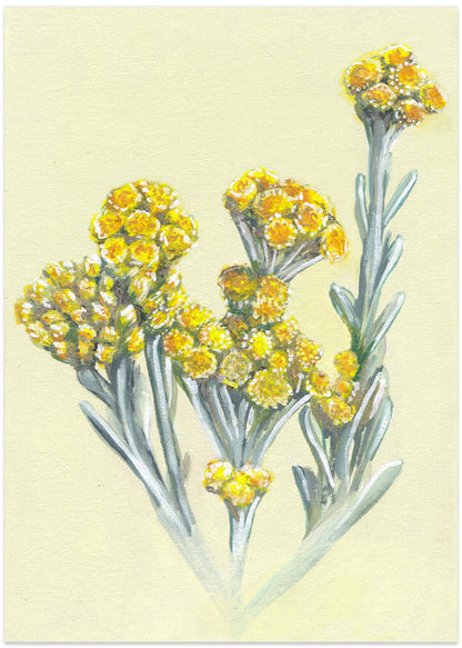 Yellow Wildflowers