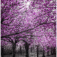 Magical Cherry Blossom Forest
