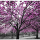 Vibrant Cherry Blossom Path