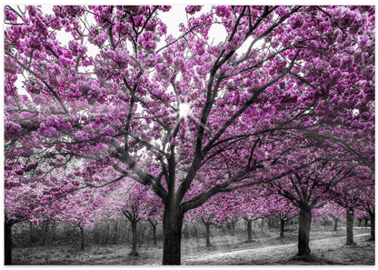 Vibrant Cherry Blossom Path