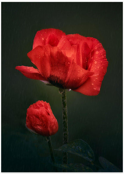 Mother Is My Umbrella