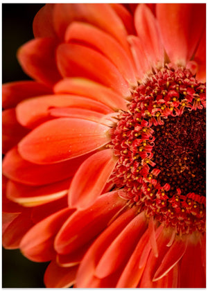 Orange blomst