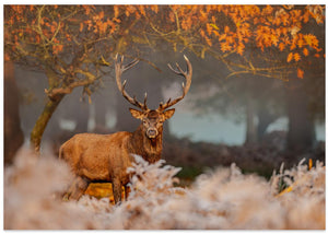 The Stillness of the Stag