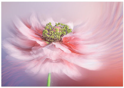 Blush Symphony