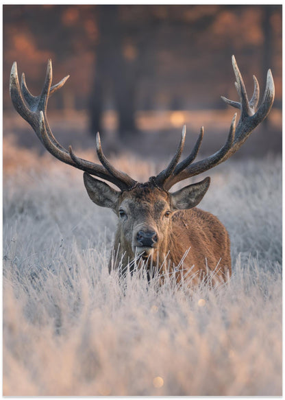 A Dawn Walk Through Ice