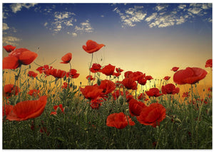 Poppies