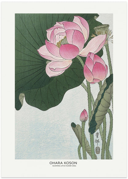 Blooming Lotus Flowers