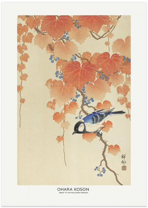 Great Tit On Paulownia Branch