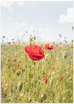 Poppy Flower