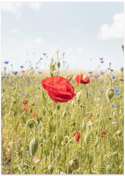 Poppy Flower