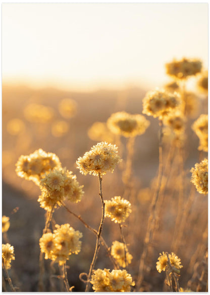 Sunrise in the Field