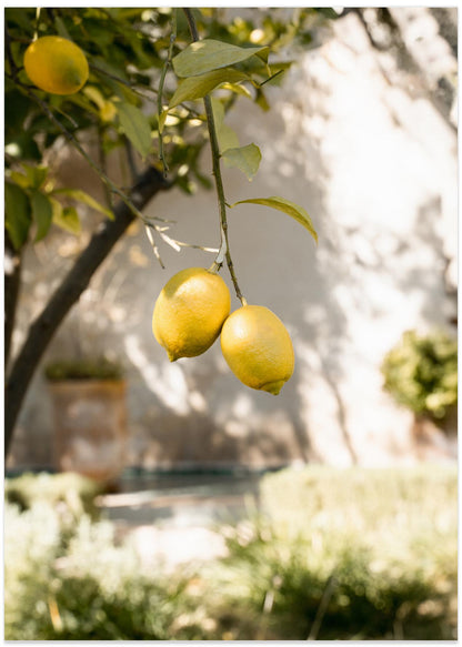Lemons In the Garden