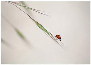 ladybug