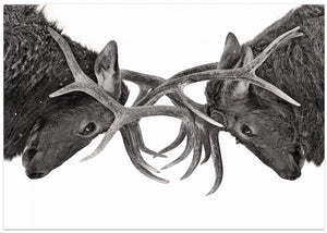 Eye to Eye - Elk fight