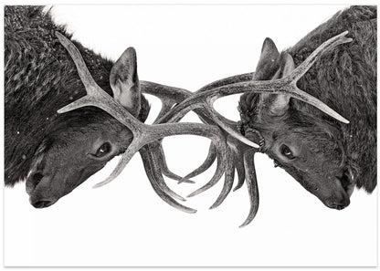 Eye to Eye - Elk fight