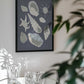 Seashells Collection