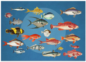 Colorful Ocean Fish Collection
