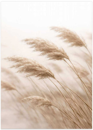 Windblown Pampas Grass