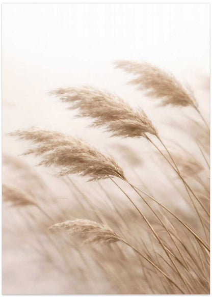 Windblown Pampas Grass